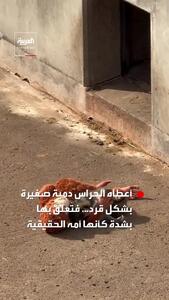  میمون کوچکی که با عروسکش دل میلیون‌ها نفر را برد