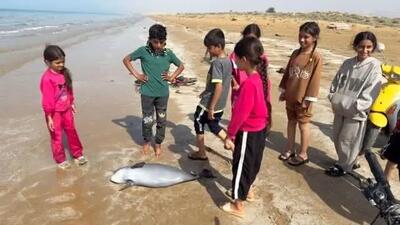  کشف لاشه نوزاد گرازماهی در سواحل بوشهر