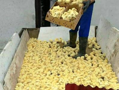  جوجه‌هایی که در چاه ریخته شدند/ بی‌تفاوتی وزارت کشاورزی نسبت به تولیدکنندگان