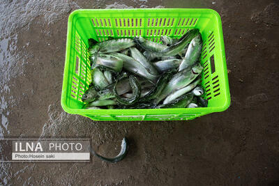  سامان‌دهی فعالیت‌های پرورش ماهی در اردبیل با تشکیل اتحادیه