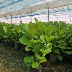  اقتصاد سبز «وازیک» زیر فشار تورم/ گرانی نفس گلخانه‌ها را گرفت