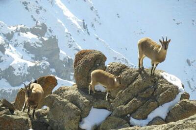  رشد جمعیت گونه‌های شاخص حیات‌وحش همدان/کاهش محسوس حریق در مناطق حفاظت‌شده