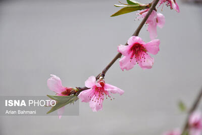  شهردار: ابهر در آستانه بهار آماده استقبال از میهمانان نوروزی می‌شود 