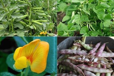  کشاورزان خراسان شمالی زمان را برای کشت حبوبات از دست ندهند