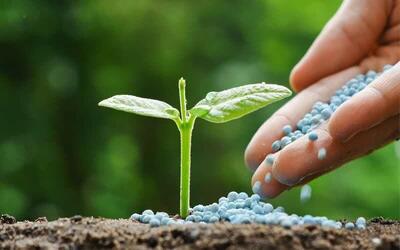  اجرای مانور نظارت بر خدمات گیاه‌پزشکی در کرمانشاه