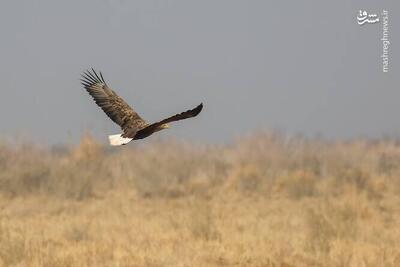  عکس/ سرشماری پرندگان مهاجر  تالاب مُرِّه  در قم