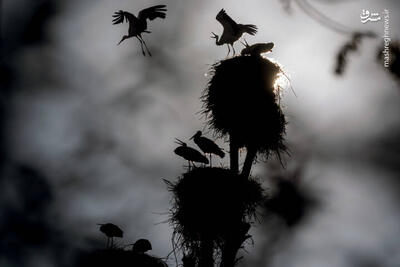  عکس/ میان کوچ و ماندن