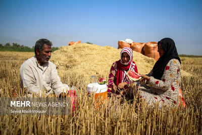  هشدار به گندمکاران