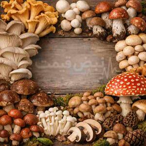  افزایش تولید قارچ؛ گلخانه‌داران فناوری هوش مصنوعی و کنترل اقلیم را در کشت قارچ استفاده کردند | قیمت عمده قارچ ۲۸ بهمن ۱۴۰۴