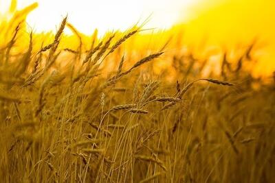  قیمت خرید تضمینی گندم در بودجه ۱۴۰۵ مشخص شد