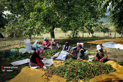  برآورد تولید ۲۵۰ هزار تنی گردو با پوست خشک در سال ۱۴۰۴