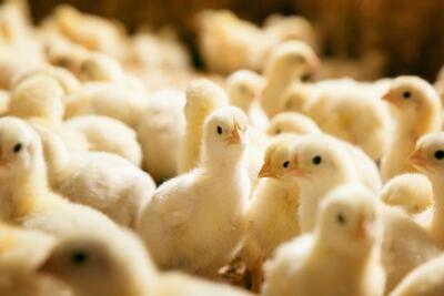  جوجه‌هایی که در چاه ریخته شدند/ بی‌تفاوتی وزارت کشاورزی نسبت به تولیدکنندگان