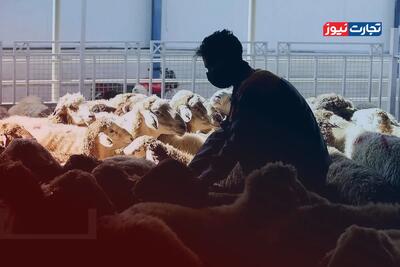  قیمت دام زنده امروز ۲۸ بهمن 1404 + جدول