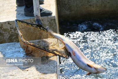  رشد ۱۹ هزار میلیارد تومانی سرمایه‌گذاری در شیلات