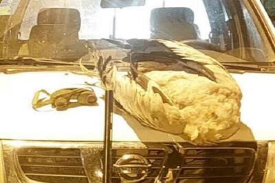  شکار غیرمجاز در فصل ممنوعه/کشف لاشه درنای خاکستری