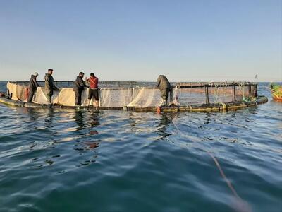  پرورش ماهی در قفس؛ ۶ هزار تن تا پایان سال آماده می‌شود