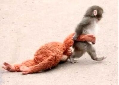  لحظات احساسی میمون کوچک ترد شده که با عروسکش دل میلیون‌ها نفر را برد