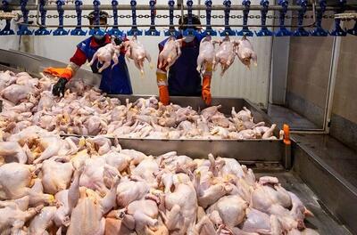  قیمت جدید مرغ اعلام شد