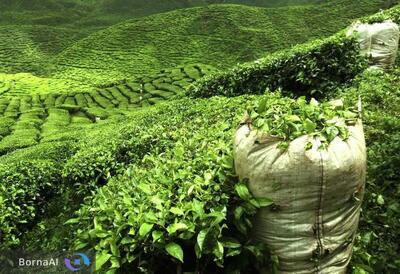  راز ویروس‌های پنهان چای ایران با توالی‌یابی ژنومی فاش شد