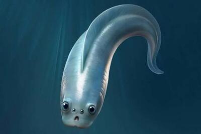  نیاکان همه مهره داران چهار چشم داشتند!