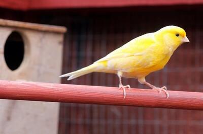  علت تخم نکردن قناری چیست ؟