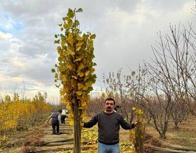  فروش 1 میلیون اصله نهال صنوبر یارانه ای فقط 10 هزارتومان-فرصت محدود!