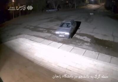  حمله گرگ به دانشجوی زنجانی + ویدیو