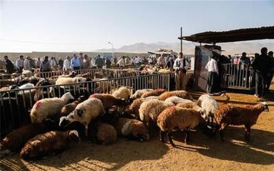  در سال ۱۴۰۵ با افزایش شدید قیمت دام زنده و گوشت مواجه می‌شویم / دامداران به ناچار دام خود را می‌فروشند