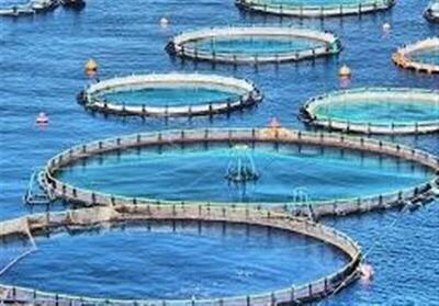  تولید ۶ هزار تن ماهی قزل‌آلا و سی‌باس در قفس تا پایان سال