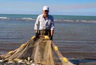  رئیس سازمان شیلات: تولید آبزیان کشور به ۱.۵ میلیون تن در سال ۱۴۰۴ رسید
