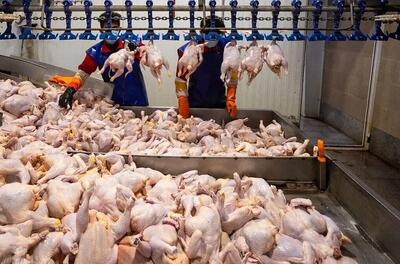  قیمت جدید مرغ اعلام شد/ هر کیلو مرغ منجمد در بازار امروز چهارشنبه ۲۹ بهمن ۱۴۰۴ چند؟