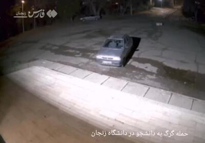  حمله گرگ به یک دانشجو در دانشگاه زنجان | ببینید