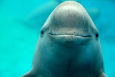  علت مرگ گرازماهی‌ها در خلیج فارس؛ از تورهای صیادی تا برخورد با شناورها