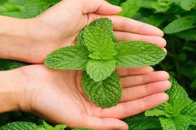  رفع حالت تهوع با زنجبیل و لیمو