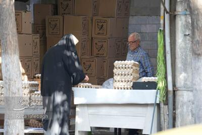  قیمت هر شانه تخم مرغ چند؟