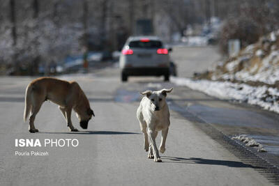  ماجرای حمله یک حیوان به دانشجوی زنجانی +فیلم