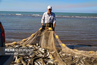  رئیس سازمان شیلات: تولید آبزیان کشور به ۱.۵ میلیون تن در سال ۱۴۰۴ رسید