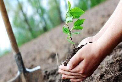  کاشت ۳ میلیون نهال تا پایان سال در کرمانشاه هدف‌گذاری شد