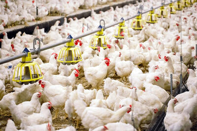  تولیدکنندگان مرغ: نهاده‌ها 4 برابر قیمت واقعی فروخته می شوند