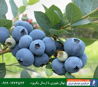  فروش مستقیم 14 رقم نهال بلوبری اصلاح شده با ارسال یکروزه