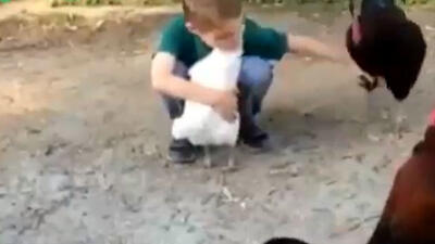  فیلم دوستی زیبای بچه و مرغ