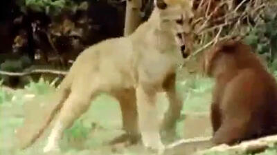  فیلم نبرد بچه خرس و بچه شیر