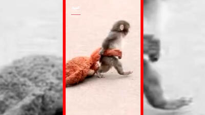  فیلم دلبستگی احساسی میمون تنها به عروسکش