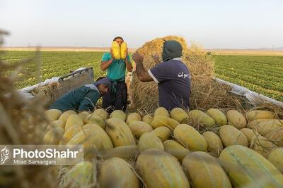 تورم ۱۰۰ درصدی هزینه‌های تولید بخش «زراعت و دامداری» در پاییز ۱۴۰۴
