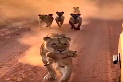  معماری طبیعت؛ شیر بچه به دندون هراسون از دست کفتارا فرار میکنه که معجزه خدا میرسه