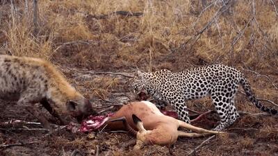  مستند حیات وحش؛ کفتار؛ پلنگ