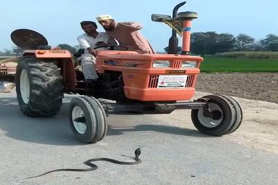  معماری طبیعت؛ مرد با دمپایی مار رو از له شدن زیر تایرهای تراکتور نجات داد