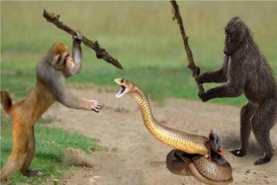  نبرد حیات وحش/مغز متفکر میمون قواعد بازی رو بهم ریخت و صحنه رو به خاک و خون کشید