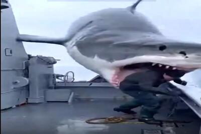  معماری طبیعت؛ کوسه در نزد اومد با لگد یارو رو خورد