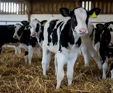  قیمت دام زنده امروز ۲۹ بهمن 1404 + جدول